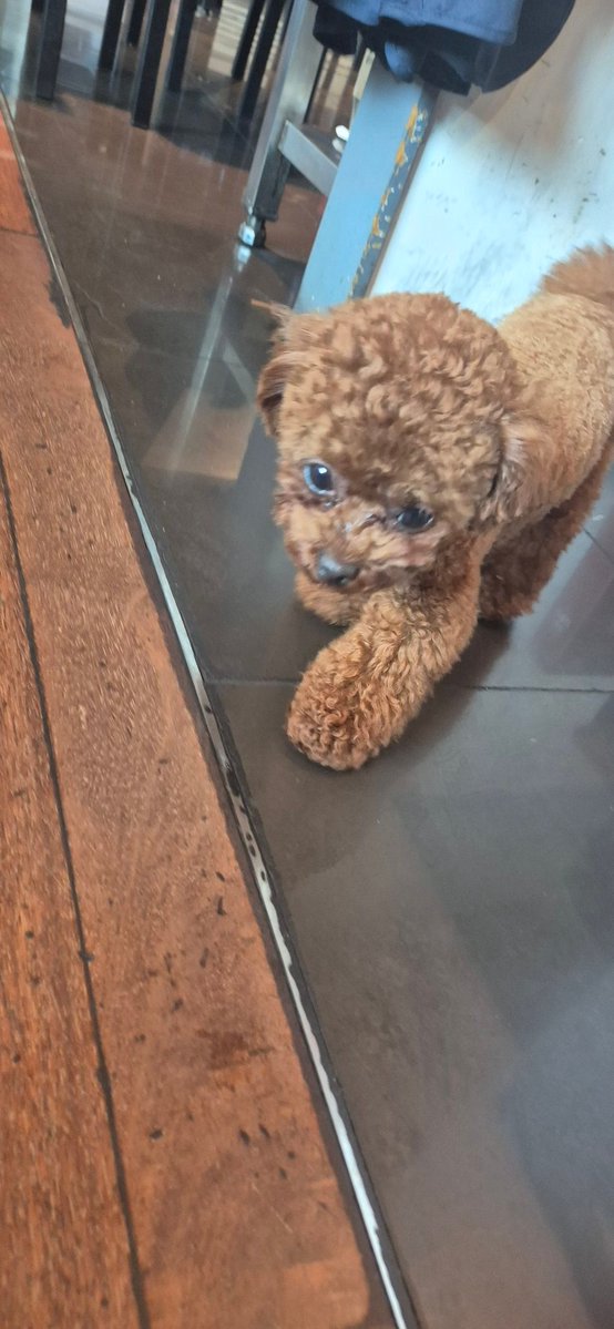 highnesshater's tweet photo. 세금이싫다
세금이싫 다
세금 야다
세금 은 싫 다
세금을 신경써야되는 나이가 된게 싫다!

하지만강아지는귀엽다 https://t.co/qiRTX4soxv