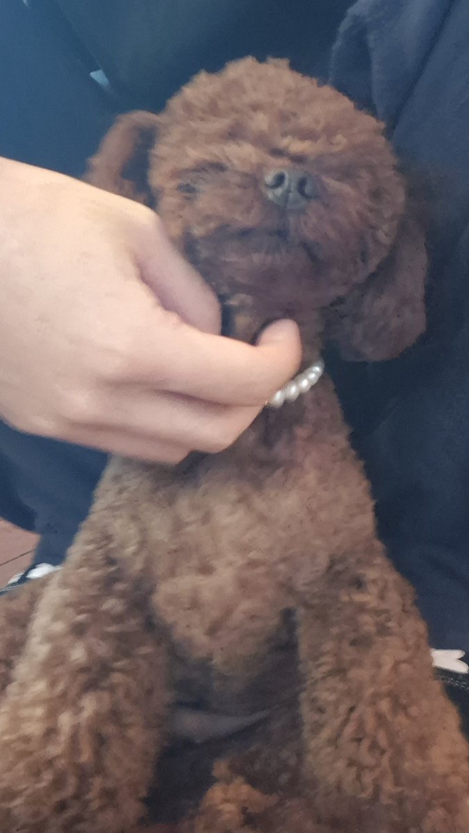 highnesshater's tweet photo. 세금이싫다
세금이싫 다
세금 야다
세금 은 싫 다
세금을 신경써야되는 나이가 된게 싫다!

하지만강아지는귀엽다 https://t.co/qiRTX4soxv