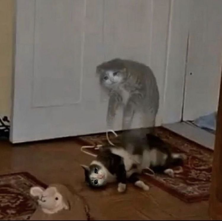 twaniimals's tweet photo. https://t.co/vfpGsCCIN5