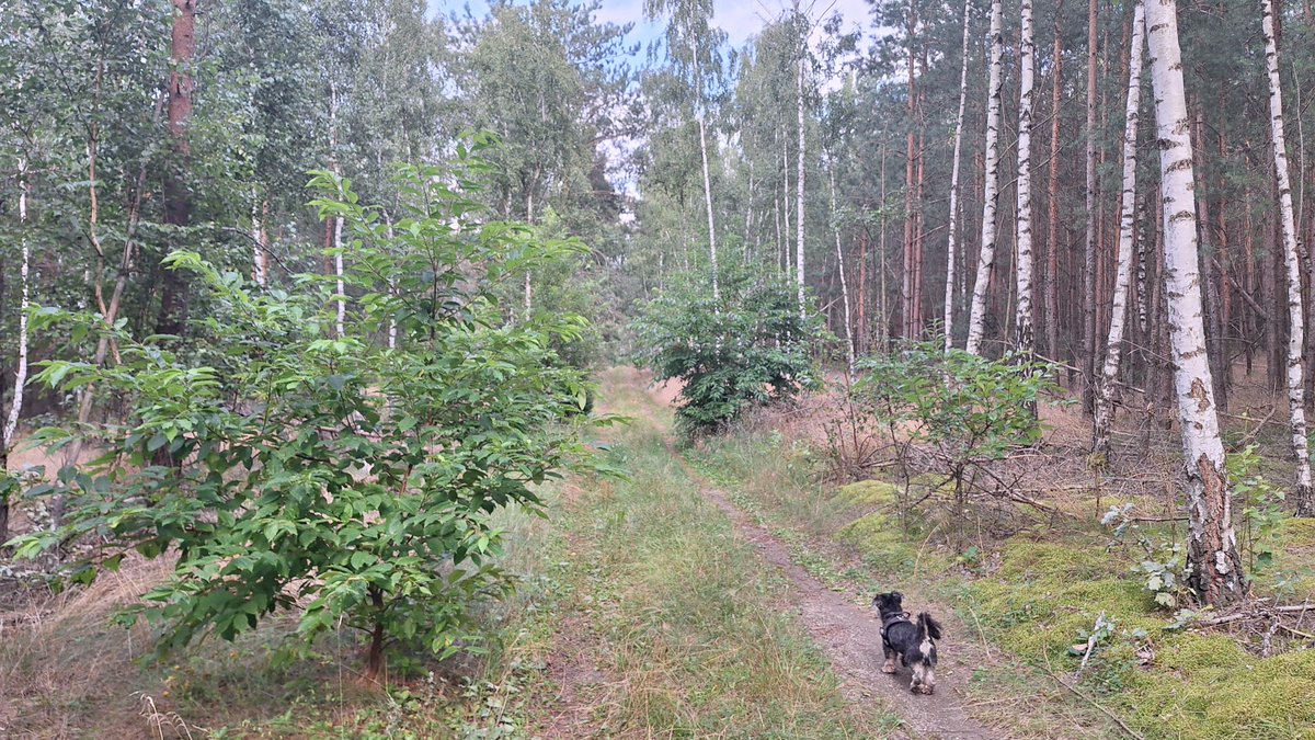 DarthSimba's tweet photo. 4,5 kilometra po lesie, żadnego grzyba 🙄 
#las 
#forest https://t.co/YLVNySI3rM