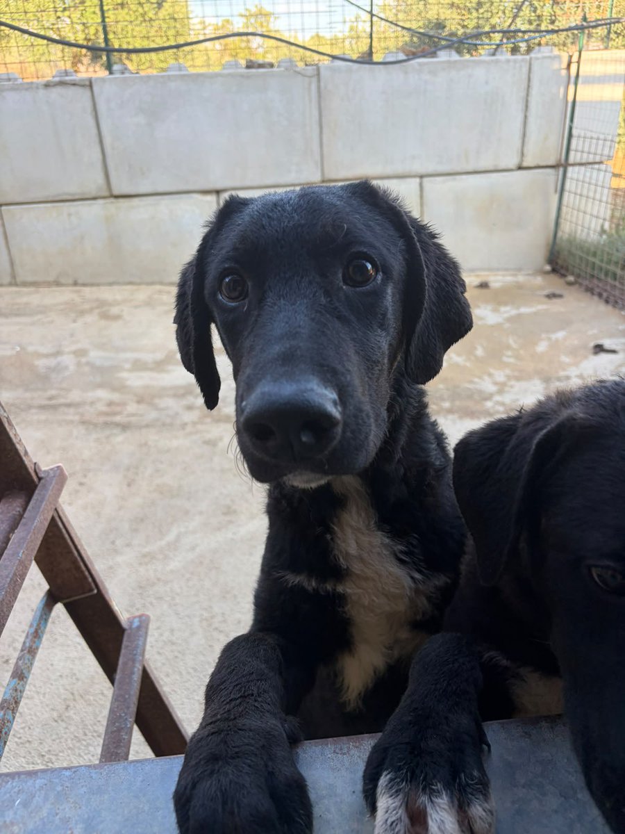 ohanarifugio's tweet photo. 💔 AIKO HA QUATTRO MESI. MA POSSIBILE CHE NESSUNO LO VOGLIA?

♂️ Maschio | 4 mesi | futura taglia medio-grande | compatibile con cani e gatti

📍 Santa Margherita di Belice (AG) – Rifugio Ohana
🚐 Viaggia in tutta Italia con staffetta.

⭕ SOLO WhatsApp +39 327 760 7352 https://t.co/BI0OtqZYRh
