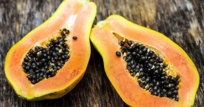safonyameherbal's tweet photo. My dewormer for the past decade🍀

Just chew 7 pieces of pawpaw seeds twice in a month and destroy thousands of intestinal worms💚🍀…Their eggs are also not standing a chance🫂 https://t.co/GWUP6pcmz5