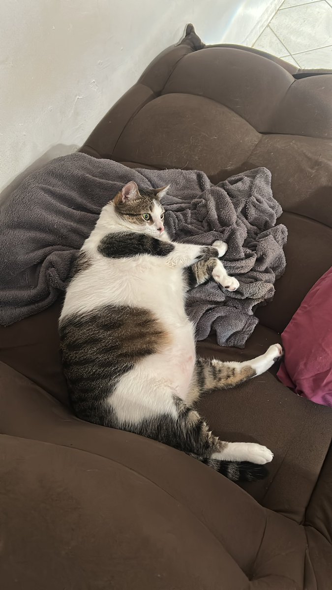 isamrlz's tweet photo. dito isto, o meu divo tá fzd até dieta, mas tá dando efeito reverso: https://t.co/17GsPod5kO