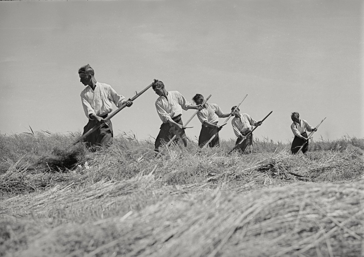 Ryszard6828's tweet photo. Sianokosy we wsi Rząśnik.
Autor: Henryk Poddębski, 1937 r. https://t.co/mv2aXk50eP