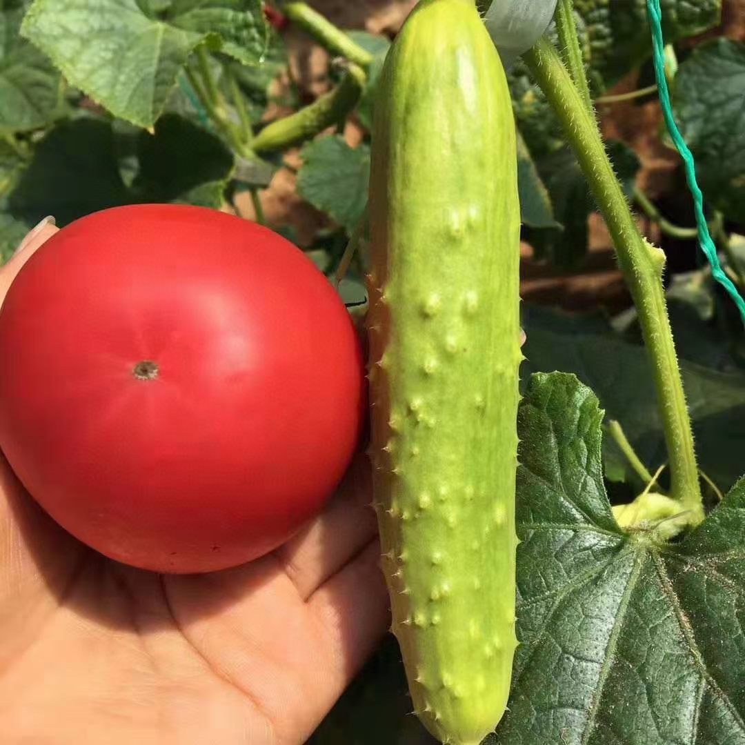 PagMariagsch's tweet photo. Stocking up for the week! Fresh leafy greens, ripe tomatoes and juicy apples just got added to my cart  No more last-minute grocery runs!， https://t.co/SjMkmjHlBQ