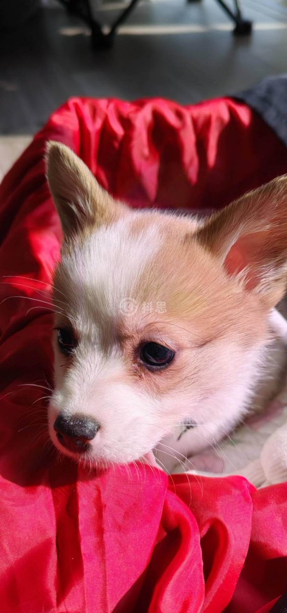 Janeabanks2's tweet photo. My little furball learned to fetch today—watch out, this tiny troublemaker’s growing up way too fast! https://t.co/4vkVCfLS3Z