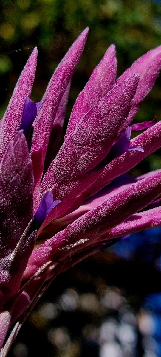 WaikuEcuador's tweet photo. #Tillandsia #tectorum https://t.co/61R0T3pD1v