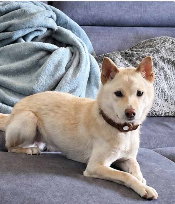 millypod1's tweet photo. 🆘8 AUG 2026 #Lost Miso #ScanMe #STOLEN??
Shiba Inu Female
Wade Lane #Leeds #Woodhouse #LS2
#WestYorkshire
Wearing a harness and a brown collar with an attached AirTag. (Airtag was found with some homeless people)
LOCAL HELP NEEDED😢
https://t.co/8UADKG1ER0 https://t.co/B5yFfXm0cY