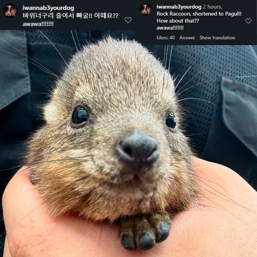 reginlos's tweet photo. is this not the perfect moodeng setup?

Big zoo makes name contest. 
Post is going viral. 
The animal being named is a hyrax.

And the top comment suggests the name: Pagul.
A mix of the korean words for rock and raccoon. the name is also a meme.

We can easily like this comment so they actually name it Pagul and guarantee ourselves a runner.

https://t.co/iwg2hzNYDI

https://t.co/04hWZZv0cL