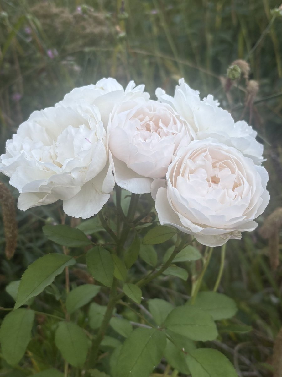 papaver's tweet photo. Today’s favourite rose - Winchester Cathedral- a good white with occasional tendencies to be a little pink. #roses #myroses #mygarden #gardening https://t.co/Wh3DU1gITA