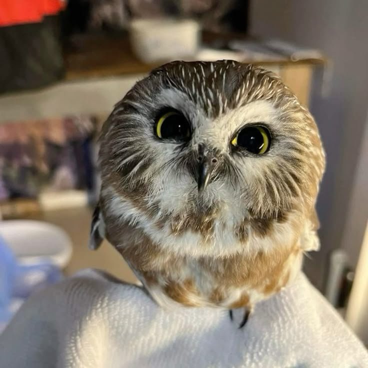 owltwting tweet picture