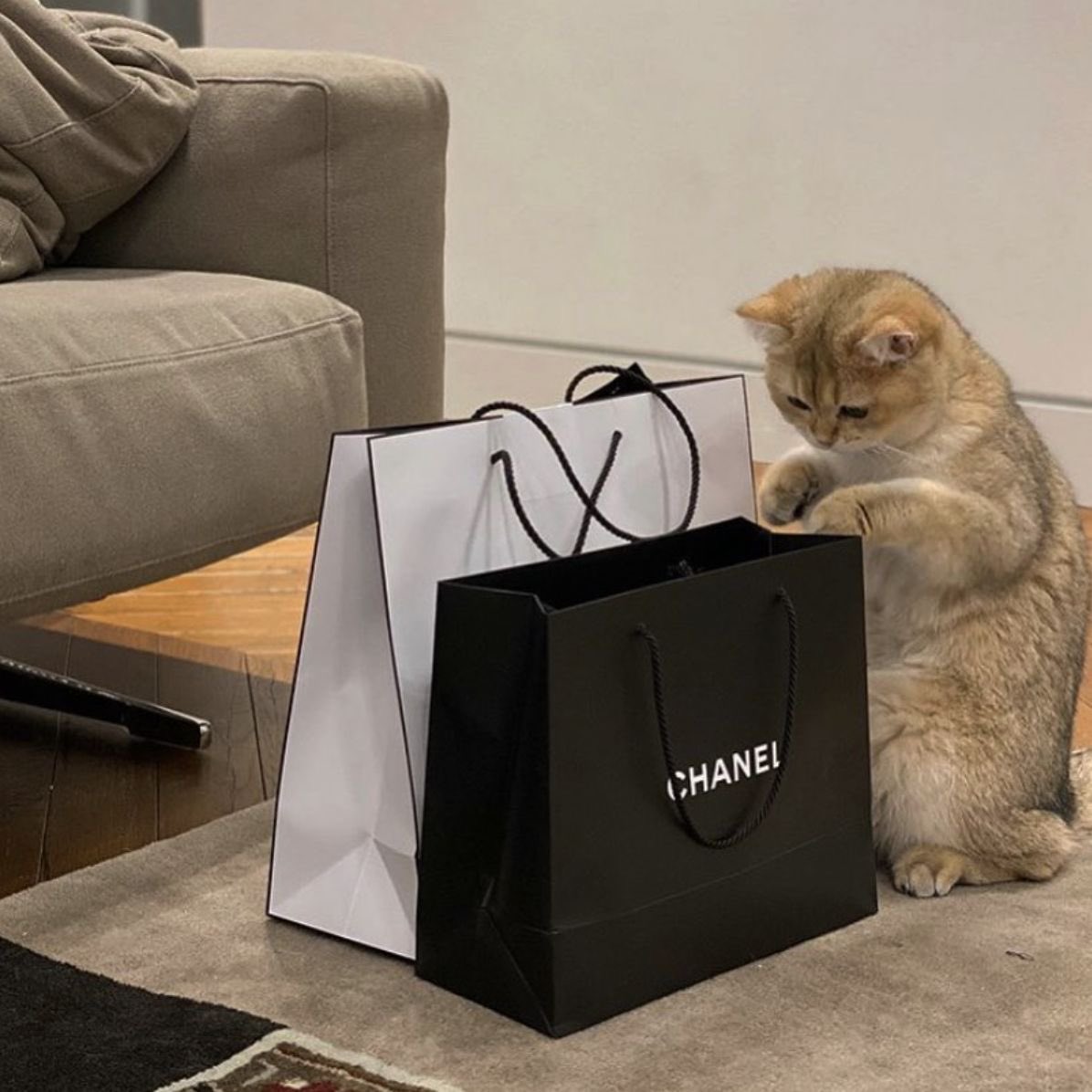 catsformumbo tweet picture