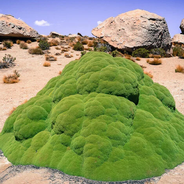 AMAZlNGNATURE's tweet photo. This strange green mound can be older than 3,000 years

Known as Yareta, it’s an incredibly slow-growing plant that survives high in the Andes https://t.co/JxhCkcq25I