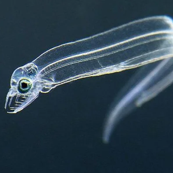 AMAZlNGNATURE's tweet photo. This creature is so transparent you can see straight through its body

It’s a leptocephalus, the nearly invisible larval stage that eventually transforms into an eel https://t.co/4UR6XG5ZgV