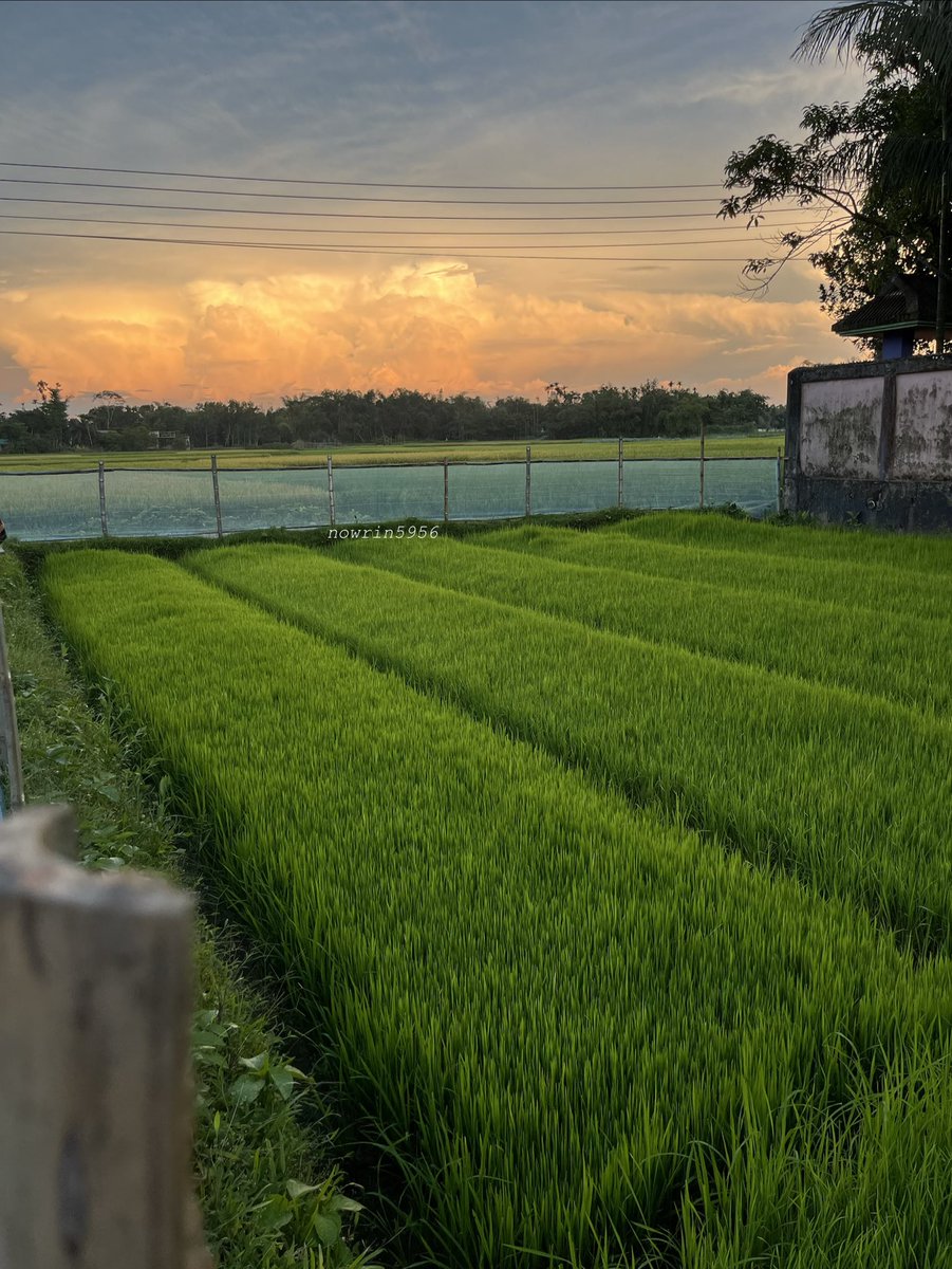 nowrin5956's tweet photo. Peace, but make it green.🌱 https://t.co/lSKRNDCoxU