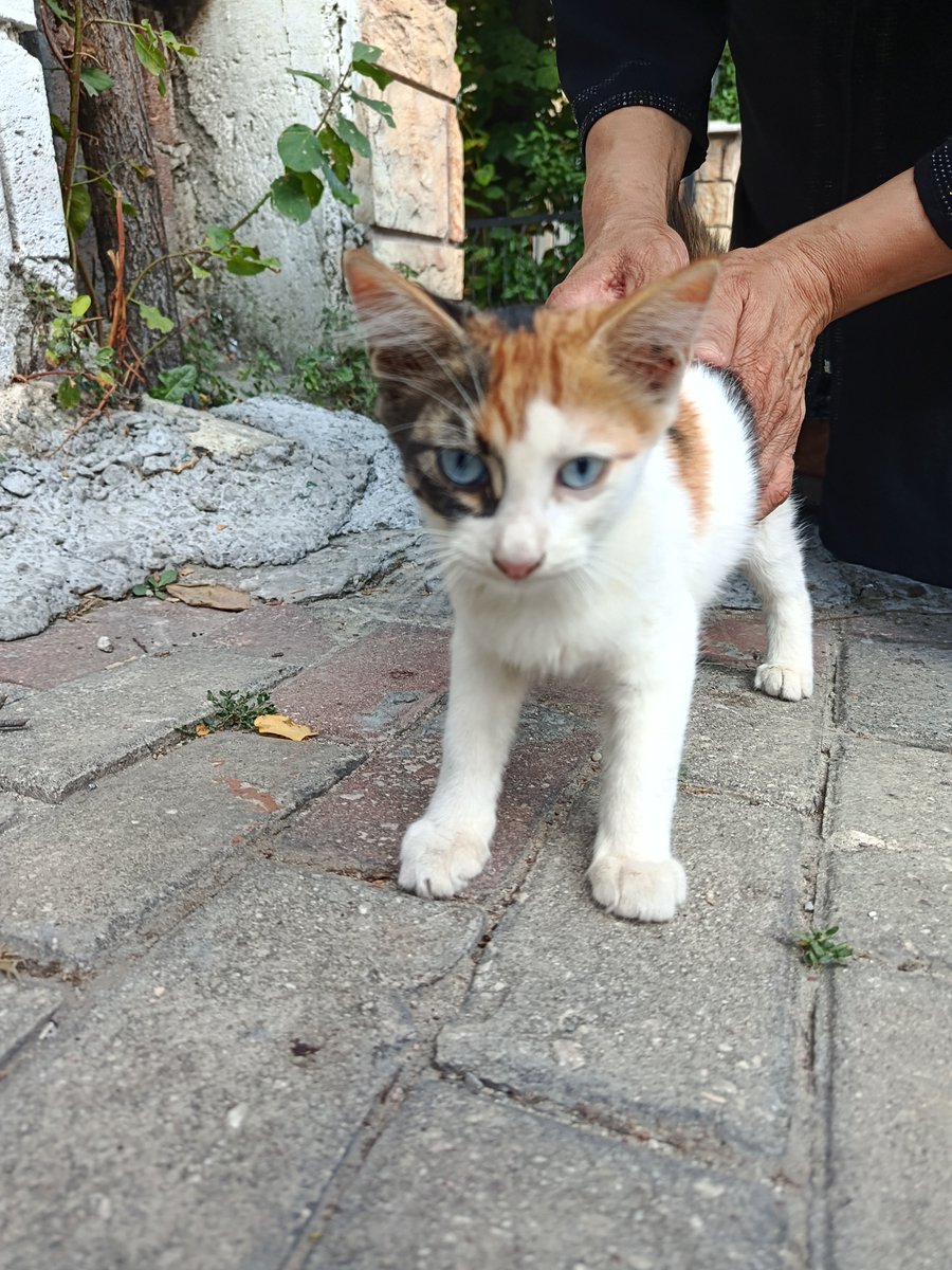 hilalustuk's tweet photo. 2,5 aylık bu mavişe yuva bulalım mı? Çok nadir görülen mavi gözlü Calico...
Istanbuldayız https://t.co/cOuuwRu0El