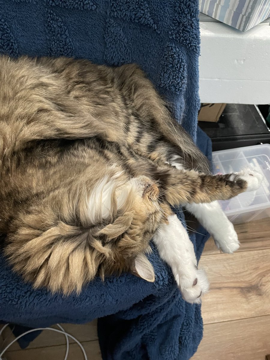 decepticontrary's tweet photo. Pictured - a handsome fur ball who has no idea just how many people have pledged their undying allegiance to his cause (unlimited naps for all). https://t.co/essO5D5tYc