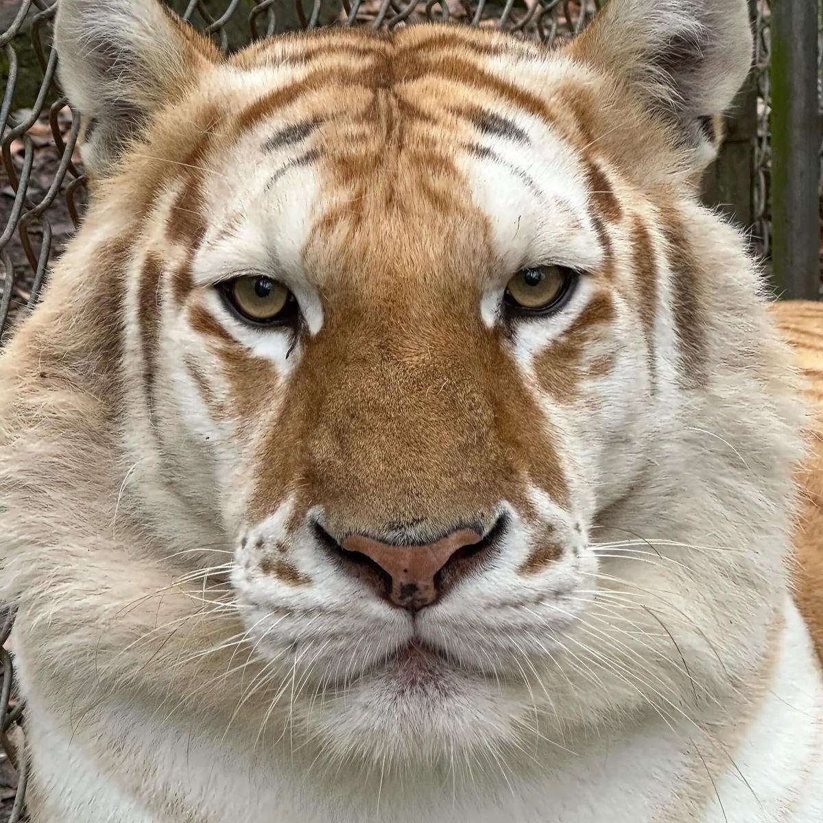 Goldtigercrisis's tweet photo. https://t.co/jdm8GVDvx0