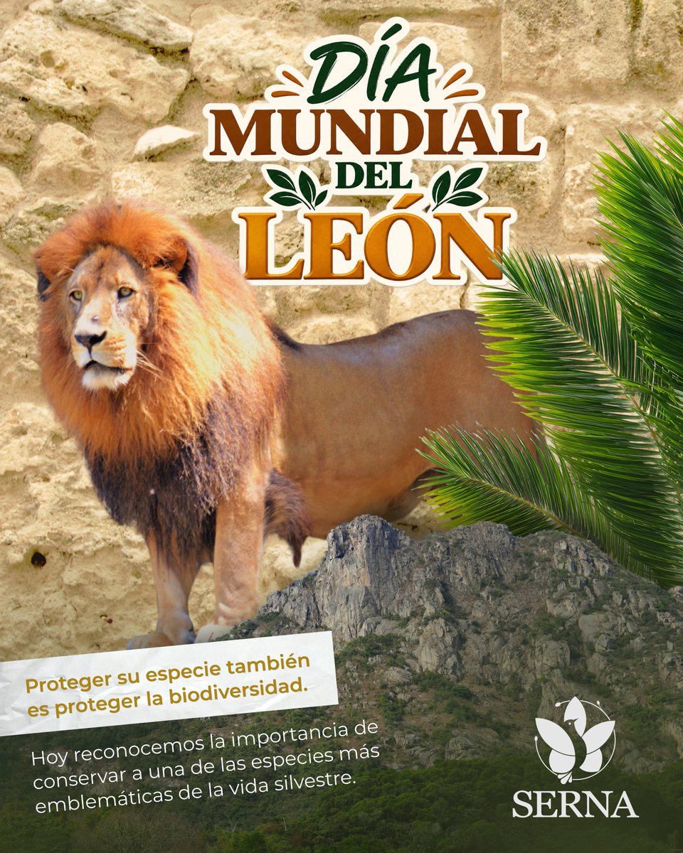sernaHN's tweet photo. La conservación de la fauna silvestre también se construye a partir de la observación, el conocimiento y el manejo responsable de cada especie.

Simba es muestra de cómo el seguimiento especializado permite comprender mejor sus necesidades y tomar decisiones que favorezcan su bienestar.

En este Día Mundial del León, desde SERNA destacamos la importancia de seguir fortaleciendo acciones para la protección de nuestra fauna silvestre. 🌱🦁