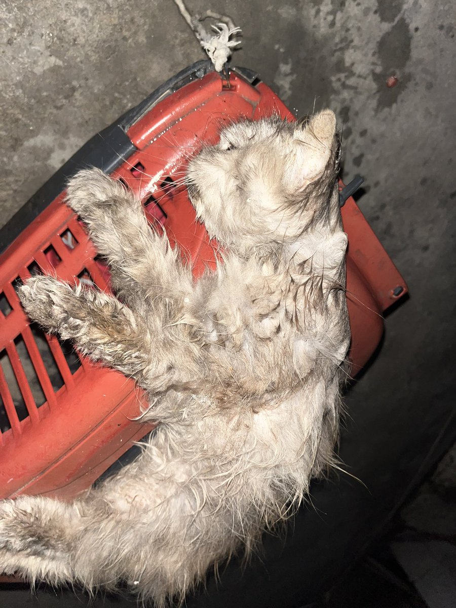 Sharif30Jamal's tweet photo. My beloved cat Lulu is dying. Please, kind people, we need an additional 300$ for her treatment, vitamins, and food. 🙏😭💔 https://t.co/sdmoNSrrsd… https://t.co/GjcAaukMzL