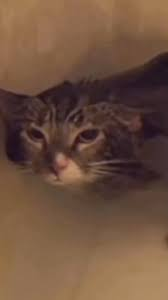 pickmyshka's tweet photo. $mlem

7zRED1T1cH386YtxvhSHRnCM4zQ8JZxCHnmqueFEr7BC https://t.co/k9yWCikG99
