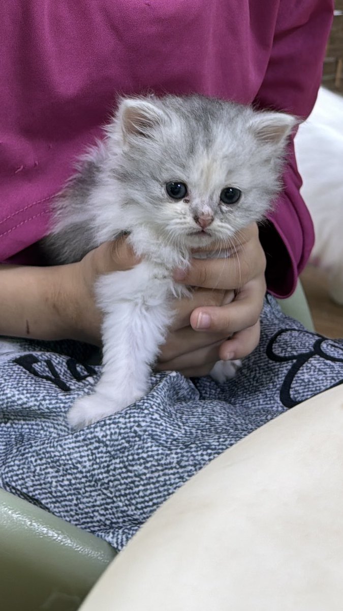 p326ir's tweet photo. صغيرون البيت 🐈 https://t.co/VFl3wubYm8