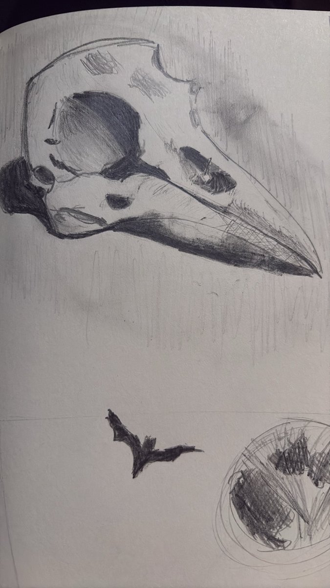 Calla_Carnation's tweet photo. Here’s another skull. I am happy to announce as well that TODAY marks the day I’ve finished my first ever sketchbook !!!! https://t.co/IrwSvrc6hJ