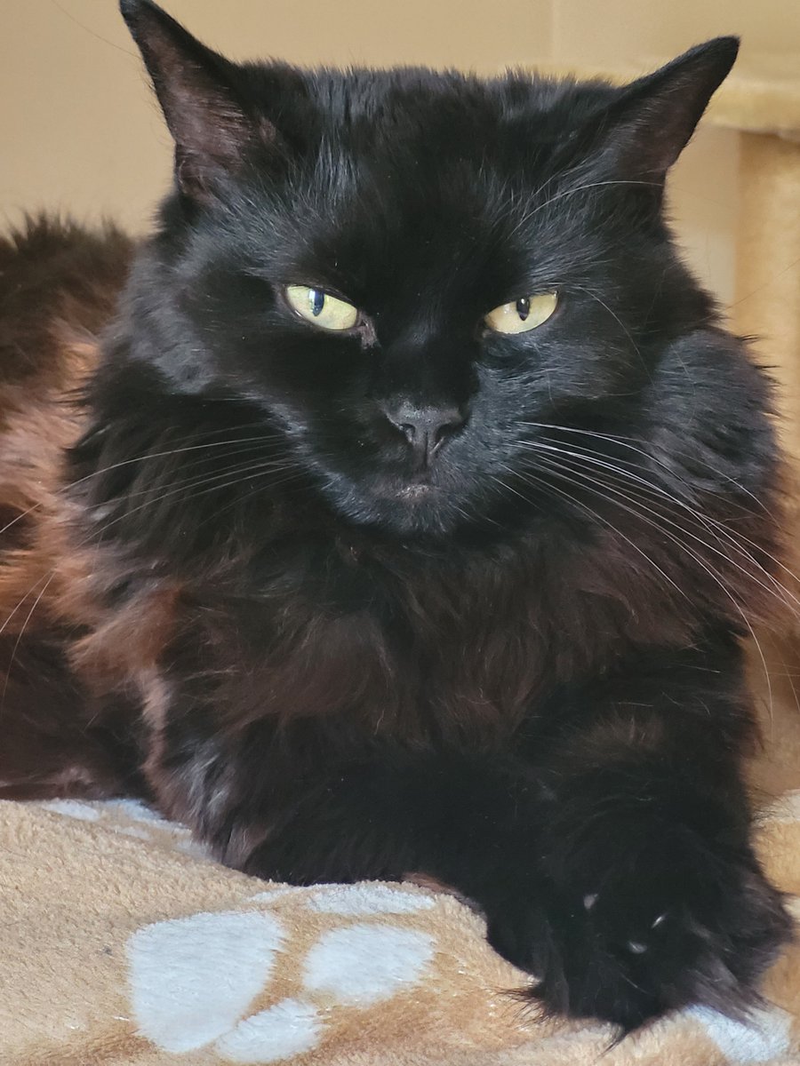 Andy_Lea777's tweet photo. The little one has had enough and taken to her bed. π»πββ¬οΈ
#CatsOfX #CatsAreFamily #Evie
#HeatwaveUK https://t.co/quNHHsKT3m