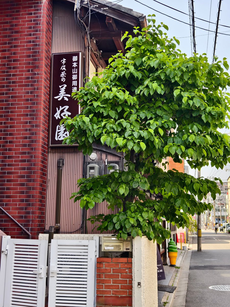 yinn196's tweet photo. Just got lost in the quiet alleys of Kyoto, only to stumble on a tiny tea shop with matcha that tastes like autumn’s first breath. Best unplanned detour ever ， https://t.co/RwdDv51ouC