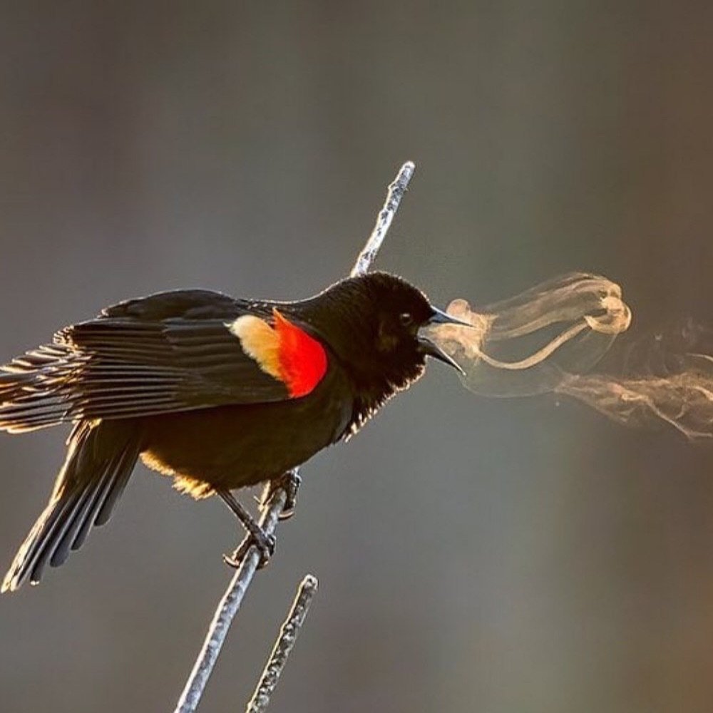 AMAZlNGNATURE's tweet photo. This is what a bird’s song can look like on a freezing

morning  Kathrin Swoboda captured a red-winged blackbird singing as its warm breath formed visible rings in the cold air https://t.co/aVFsMeTook