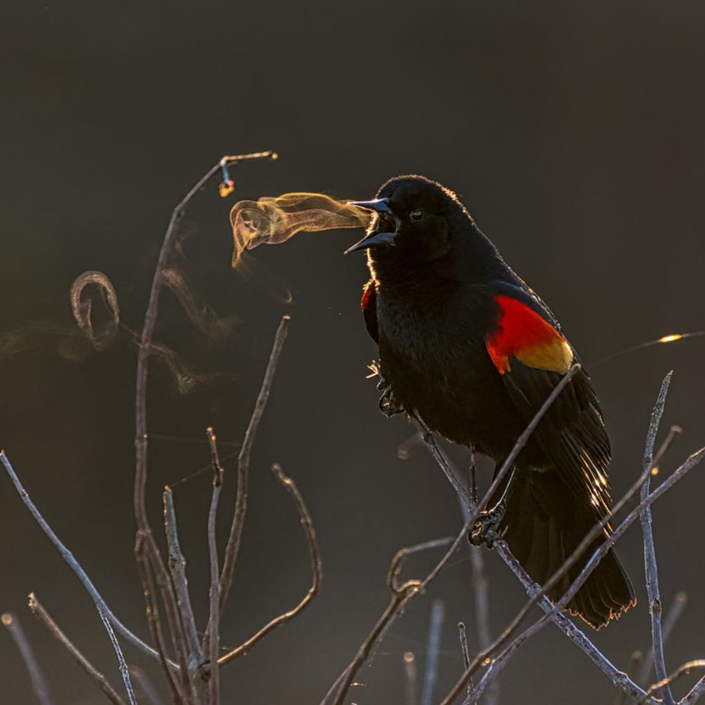 AMAZlNGNATURE's tweet photo. This is what a bird’s song can look like on a freezing

morning  Kathrin Swoboda captured a red-winged blackbird singing as its warm breath formed visible rings in the cold air https://t.co/aVFsMeTook