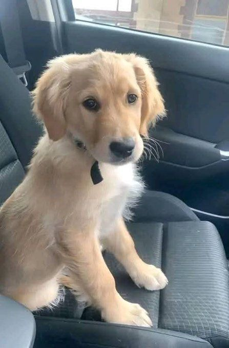 nettermike's tweet photo. You arecoming back from the shelter, and the whole ride he just kept looking at me like this, eyes full of confusion, as if he wasn’t really sure what was happening... 

I could see the uncertainty, maybe even fear, but also the tiniest flicker of hope.

He probably thinks he’s headed to another place, another cage, another lonely night. 

But what he doesn’t know yet is that this time, it’s different. 

This ride is taking him home.

No more cold floors or empty walls. 

From now on, it’s warmth, Love and a family who will never give up on him. 

His journey is just beginning and we’ll be right there beside him, every step of the way.