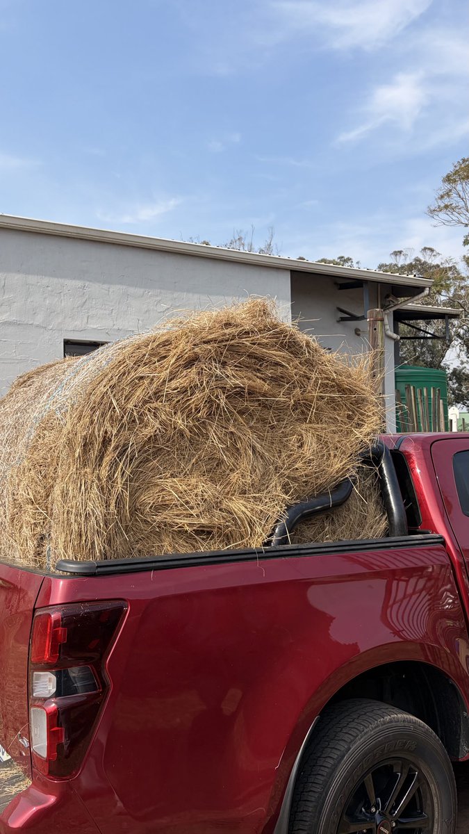 Saigicles's tweet photo. First bale of many
08/08/2026 https://t.co/6VJJmN14O8