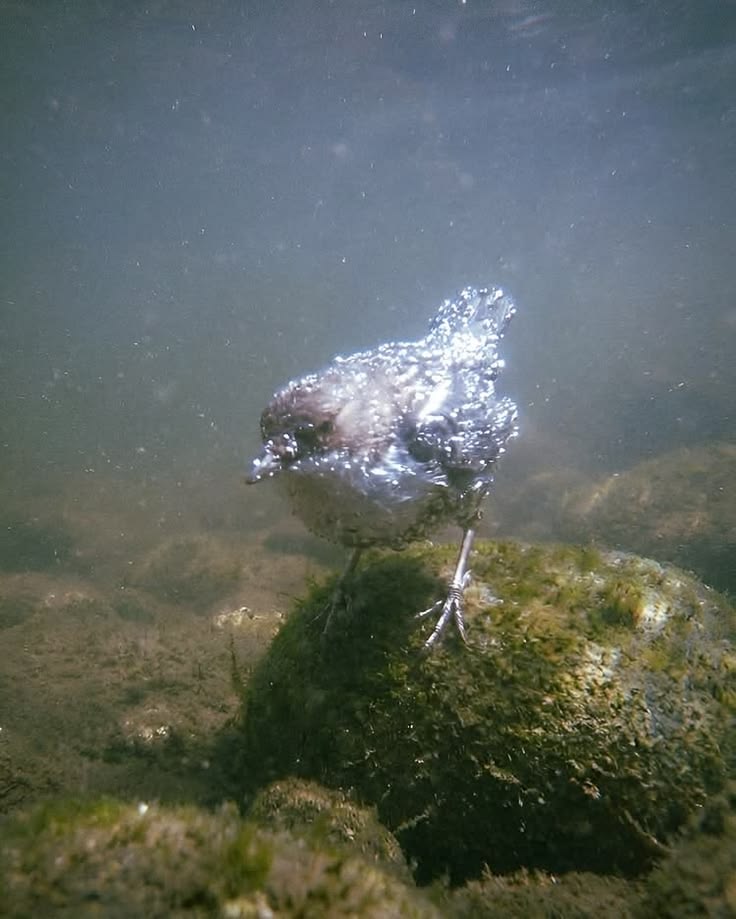 karnun0s's tweet photo. Do you like this underwater bird? https://t.co/sT3ANxhP1R