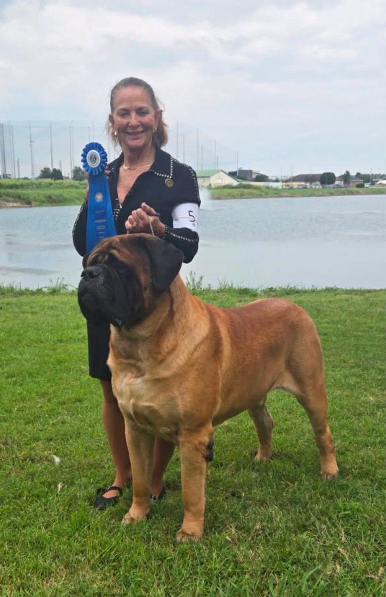 dustinrhodes's tweet photo. #Beast had a great showing in NY and Ohio last 2 weeks. He is absolutely killing it. He has won way more titles than I ever could. Thanks to our wonderful handler #TerrySmith for her hard work with outlr Beasty boy!!
#englishmastiff #mastiffs #ImpeccableMastiffs #FloridaMastiffs https://t.co/qUAzA7nMLI