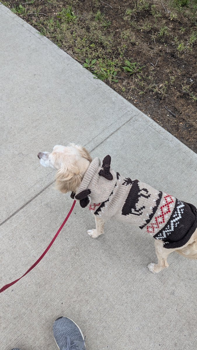 myaandreasson21's tweet photo. My $3000 cockapoo, Literally Hitler, disagrees https://t.co/M8RlGZ6DpO
