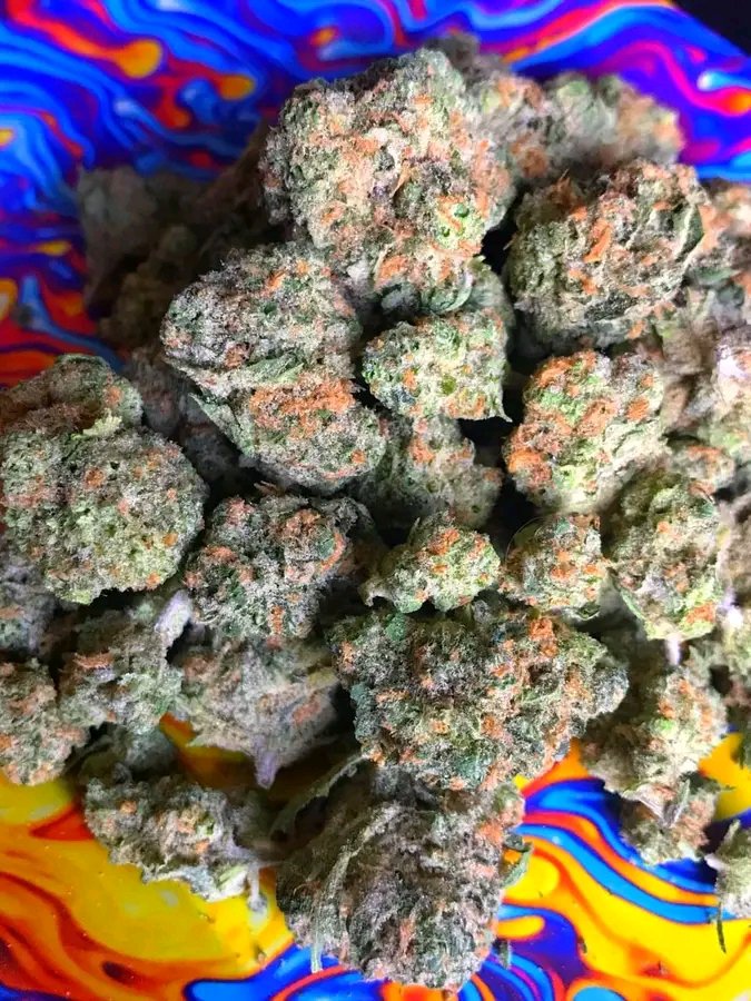 AccessR60504's tweet photo. Telegram contact 👇
https://t.co/5xhh71VKVz

Blue Dream 💙✨  

Classic hybrid perfection — sweet berry aroma, frosty trichomes, and that signature blue-green glow.
#BlueDream #CannabisFlower #StrainOfTheDay #HybridStrain #CannabisCommunity #BudOfTheDay #Terps  #BlueDreamStrain https://t.co/3ZBJ9a8LJq