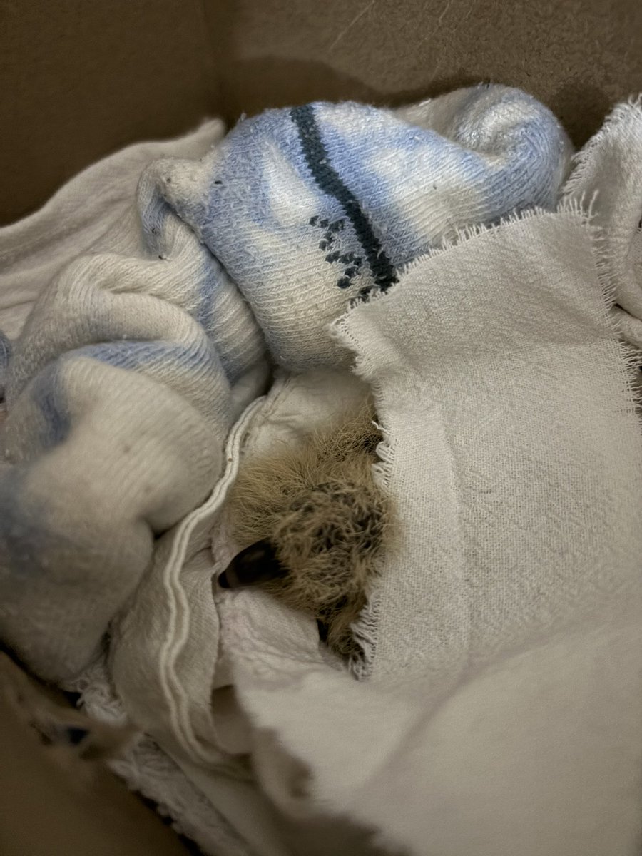 yunueee_'s tweet photo. @pc_mty @vidasilvestrenl @AyuntamientoMTY @PC_NuevoLeon encontré una paloma recién nacida ayer después de la lluvia, se ve que se cayó de su nido. He intentado mantenerla calientita en una caja de cartón y darle de comer croquetas en papilla. Por favor, la podrían ayudar?🙏🏻 https://t.co/wgOsHwM6FY