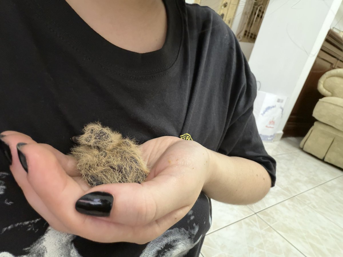 yunueee_'s tweet photo. @pc_mty @vidasilvestrenl @AyuntamientoMTY @PC_NuevoLeon encontré una paloma recién nacida ayer después de la lluvia, se ve que se cayó de su nido. He intentado mantenerla calientita en una caja de cartón y darle de comer croquetas en papilla. Por favor, la podrían ayudar?🙏🏻 https://t.co/wgOsHwM6FY