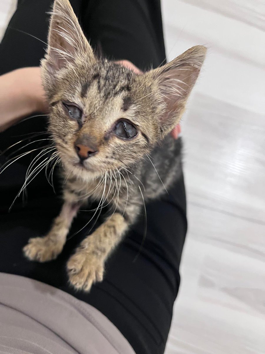 PeynirandPolo's tweet photo. Dünyanın en uysal, en masum çocuğu. Oyun oynamakta bile gözü yok sadece sevilmek istiyor. Benim canım çocuğumun ailesi nerde artık lütfen bizi bulabilir mi
İstanbuldayız https://t.co/sZxLNBcn3e