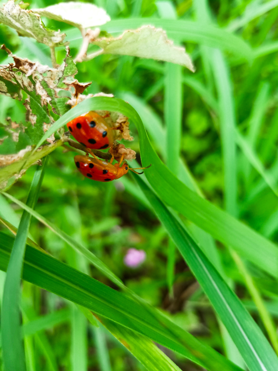 riksy_ananda's tweet photo. [Today’s fun with my little explorer!  We hunted for “treasures” in the backyard – found smooth rocks, bright leaves and a tiny ladybug. Best 30 mins of my week! #ParentingWin #FamilyFun]， https://t.co/pSUYHCY7pA