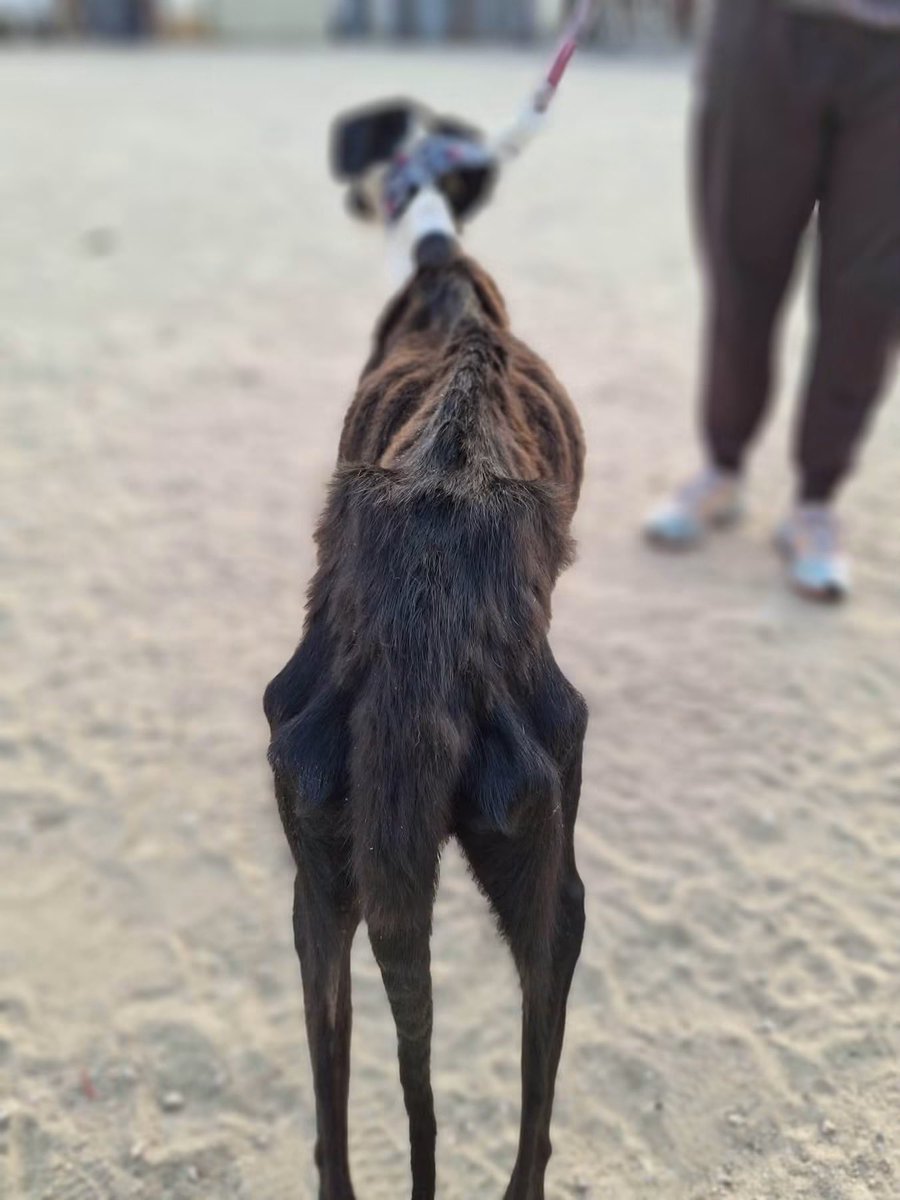 GalgosdelSol's tweet photo. These two were rescued together from the streets ❤️
The bigger boy was absolutely emaciated as you can see and the little tiny girl was also extremely thin. 
They really love each other but we know how hard it is to get them a home together. 
The bigger boy is Lilo and the mini girl around 6mths old is Lila. 
Both are extremely sociable and sweet 🥰
We will post a video soon 💕