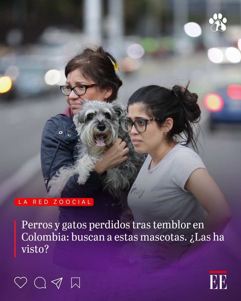 elespectador's tweet photo. Tras el fuerte sismo de este 10 de agosto, varias mascotas podrían haberse perdido o desorientado al escapar de sus hogares. 👉 https://t.co/HqQKTOBbt1 https://t.co/I61WYZAoEC
