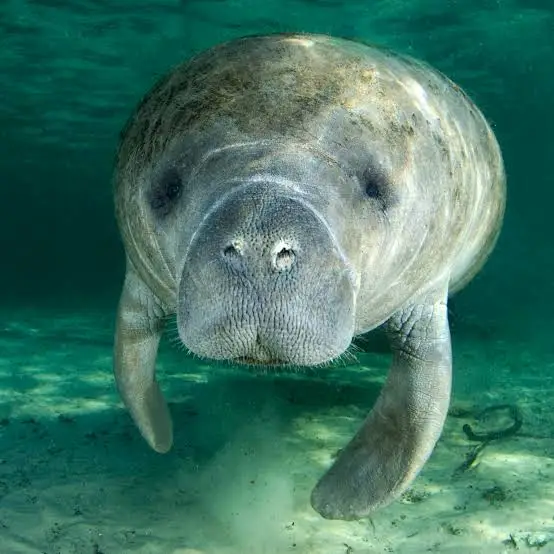dumppguy's tweet photo. @Frank_67x brother just google manatee lmao https://t.co/kaqKW0oJ8y
