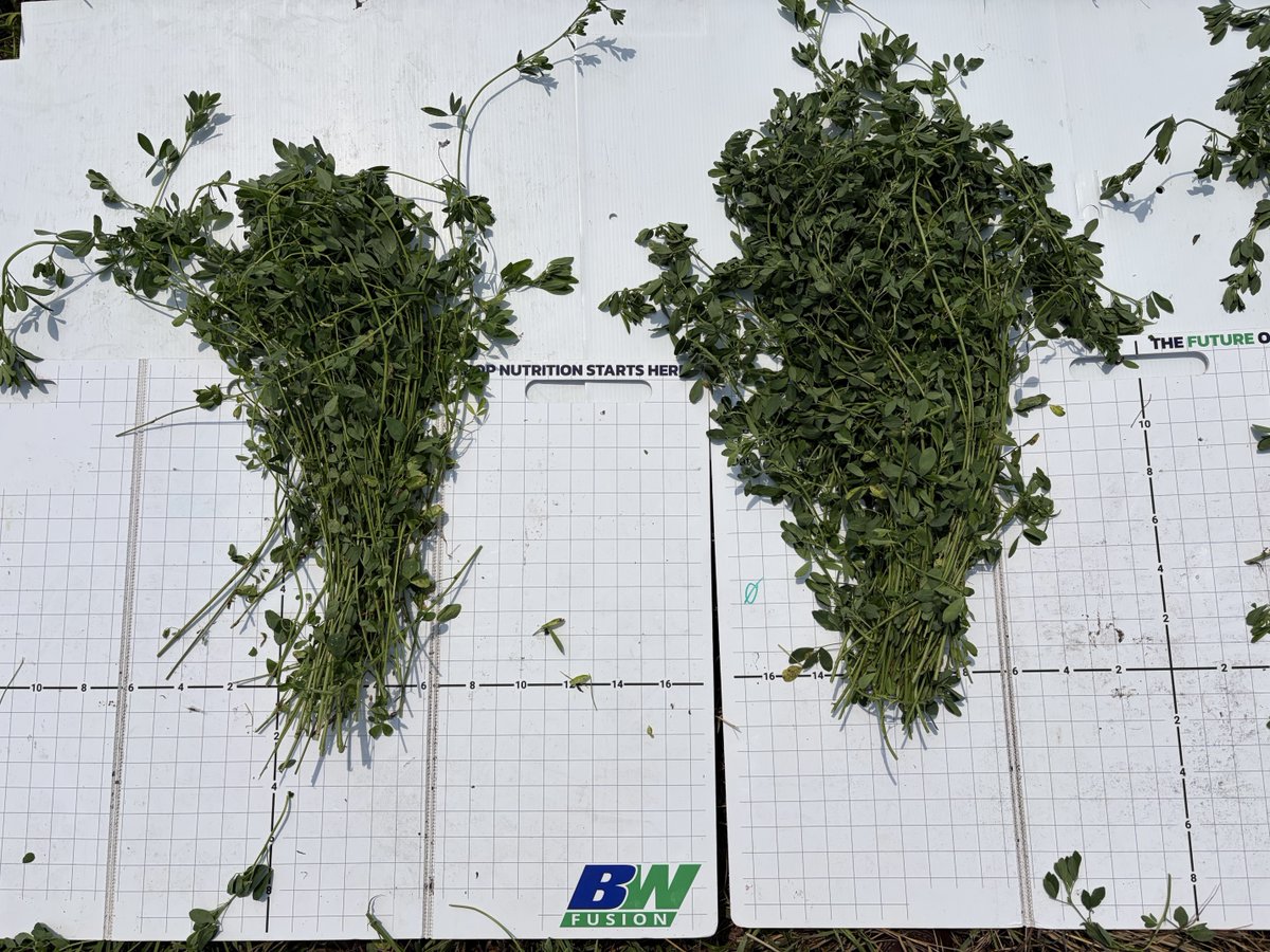 bw_fusion's tweet photo. Same field. Same cutting. One side got AmiNo + Relax Rx a few weeks out.

More tonnage. Better quality.

+27% biomass. +15.4% crude protein. +18% RFV.

That's not luck. https://t.co/D1GVkc8KBh