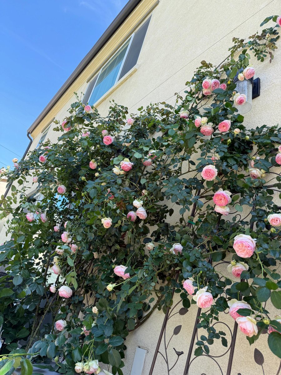 Twilight1Ray's tweet photo. My flower-loving bloodline has truly awakened https://t.co/Ed39fAEBBR