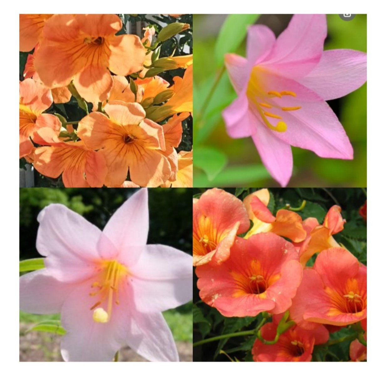 DhncX7TL9TlTAB2's tweet photo. 8月11日火曜日(山の日)
おはようございます🍀
いつもありがとうございます🙏
マイペースで楽しい一日をお過ごし下さい➰️🎶
宜しくお願い致します🙇‍♀️⤵️

「今日の誕生花」
（花言葉）
『オリメユリ』
・純絜
・上品
『ノウゼンカズラ』
・栄光
・名誉

#感謝
#挨拶 https://t.co/8eSaXuAKGc