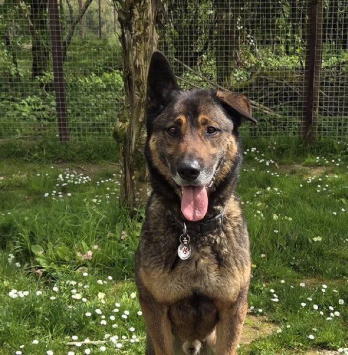 LisaClareRead2's tweet photo. Beautiful Bruno has been waiting far too long for his forever home. contact @gsrescueelite for details on adopting this lovely lad, he so deserves a home.
Thank you ๐๐๐พ๐ถ #GermanShepherd #SeniorSunday #dogs #Cornwall #AdoptDontShop
#k9hour
https://t.co/VknrOuYf8R https://t.co/NuCKLl7jtW