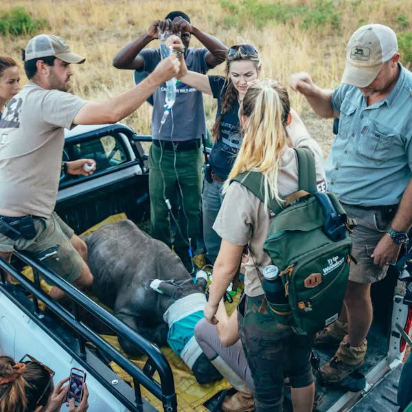 wildlife_web3's tweet photo. Save the wild. Save ourselves. https://t.co/bY0sF995N6