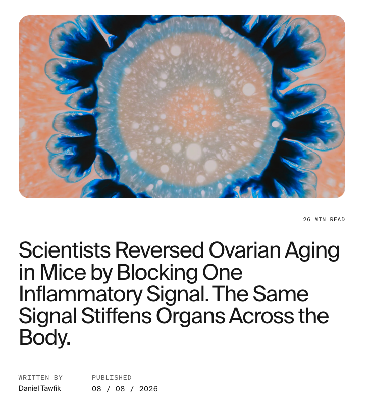 dantawfik's tweet photo. Aging tissues become stiff. Heart, kidney, lung, and ovarian tissue all accumulate excess structural scaffolding that traps cells and blocks normal function. The process has been considered irreversible, part of the mechanical deterioration that defines aging.

A new study tested whether this could be reversed in aging ovaries. Researchers identified the inflammatory signal driving tissue stiffening and blocked it in mice and rats, restoring fertility that had already declined. The findings matter beyond reproduction because the same inflammatory signal drives stiffening across multiple aging organs.

That signal is interleukin-11, or IL-11, an inflammatory protein elevated across aging tissues. In ovaries, IL-11 activates fibroblasts to secrete extracellular matrix, the structural scaffolding surrounding cells. IL-11 levels rise in aging heart, kidney, lung, and liver tissue. All of these organs accumulate excessive extracellular matrix during aging. All of them stiffen in ways that impair function.

This study tested whether blocking IL-11 could reverse tissue stiffening in ovaries. The ovary served as the model system because age-related stiffness directly blocks follicle development, creating a clear functional readout.

Extracellular matrix isn't inherently problematic. Follicles need some matrix structure to develop properly. But when fibroblasts deposit too much matrix, the tissue becomes stiff. That stiffness creates a mechanical barrier that traps follicles and prevents them from growing, maturing, and ovulating.

Researchers used atomic force microscopy to measure ovarian tissue stiffness in human samples across different age groups and pathological conditions. The pattern was clear: ovaries nearly tripled in stiffness from the late twenties to early fifties.

Here's what they found:

• Young ovaries (18-28 years): 1.2 kPa average stiffness, AMH levels 3.9 ng/mL
• Middle-aged ovaries (35-42 years): 2.1 kPa, AMH 1.8 ng/mL
• Older ovaries (47-52 years): 3.4 kPa, AMH 0.6 ng/mL

The kPa measurements represent tissue stiffness, similar to how we measure blood pressure. AMH is anti-Müllerian hormone, the standard clinical marker for how many eggs remain. As ovaries became stiffer with age, the remaining egg supply dropped in parallel.

The stiffness pattern showed up in disease states too, not just normal aging. Women with PCOS, premature ovarian insufficiency from chemotherapy, or endometriosis all showed ovarian stiffness levels matching women decades older:

• PCOS ovaries: 3.2 kPa (comparable to 47-52 year olds)
• Chemotherapy-induced POI: 2.8 kPa
• Ovarian endometriosis: 2.9 kPa
• Age-matched healthy controls: 1.3 kPa

These conditions accelerate the mechanical aging process, producing the same tissue stiffness that normally takes decades to develop.

POI is premature ovarian insufficiency. All three conditions showed tissue stiffness comparable to ovaries decades older than the chronological age of the patients.

To identify what drives this stiffening, the team analyzed proteins in human ovarian tissue and gene expression in human ovarian fibroblasts. IL-11 emerged as a central regulator.

In aging ovaries, IL-11 expression was significantly elevated compared to younger tissue.

IL-11 works through a straightforward pathway. The protein binds to a receptor on fibroblast cells, which activates internal signaling that tells those cells to produce more collagen and other structural proteins. More structural proteins means stiffer tissue.

The researchers tested whether blocking this pathway could prevent the stiffening. They used three different methods in mice and rats: removing the IL-11 receptor genetically, using antibodies to block the receptor, and using RNA interference to silence IL-11 production directly.

All three approaches worked. In middle-aged mice with the IL-11 receptor removed, ovarian tissue stayed soft. At 10 months old (middle age for mice), these animals had tissue stiffness of 1.8 kPa compared to 3.2 kPa in normal aging mice. That's nearly half the stiffness of their age-matched counterparts.

Functional outcomes improved alongside the mechanical changes:

• IL-11 receptor knockout mice maintained higher follicle counts across all developmental stages (big deal)
• Primordial follicle reserve was preserved longer (another big deal)
• Ovulation rates remained higher in middle-aged knockout mice
• Fertility extended into later reproductive age

The team tested the same intervention in disease models. In chemotherapy-induced POI, blocking IL-11 signaling prevented the stiffness increase that normally follows chemotherapy treatment. Follicle counts and hormone levels remained closer to baseline compared to untreated controls.

PCOS affects about 10% of women of reproductive age. One of the defining features is irregular ovulation, where follicles either don't release eggs or do so unpredictably. The standard explanation focuses on hormonal imbalances, but this study suggests the mechanical environment plays a role too.

In PCOS mice, blocking IL-11 reduced ovarian stiffness and restored more regular ovulation patterns. The intervention worked at the level of tissue mechanics, not just hormone levels. When the tissue became less stiff, follicles could develop and release eggs more consistently.

Single-nucleus RNA sequencing revealed how blocking IL-11 changes the cellular composition of ovarian tissue.

In aging ovaries, a specific population of fibroblasts becomes hyperactive and expands over time. These cells produce excessive amounts of structural proteins and are locked in a state of continuous activation.

The activation is driven by the ERK pathway, one of the key signaling systems cells use to respond to growth signals and stress. When ERK is constantly active, it keeps telling fibroblasts to produce more matrix proteins. This creates the stiffening feedback loop that defines ovarian aging.

When IL-11 signaling was blocked, the proportion of activated fibroblasts decreased significantly. The fibroblast population shifted back toward a less activated state with lower matrix production. This explains the tissue-level stiffness reduction at the cellular level.

The most clinically relevant finding came from the therapeutic intervention experiments. Researchers treated already-aged mice and rats with nanoparticles carrying siRNA targeting IL-11. These nanoparticles were designed to accumulate specifically in ovarian tissue after systemic administration.

In 10-month-old mice treated with IL-11 siRNA nanoparticles for 8 weeks:

• Ovarian stiffness decreased from 3.2 kPa to 2.1 kPa
• Follicle counts increased across developmental stages
• Estrous cycles became more regular
• Fertility rates improved compared to age-matched untreated mice

The same treatment worked in aging rats. 12-month-old rats receiving IL-11 siRNA showed reduced ovarian stiffness, improved hormone profiles, and extended fertility compared to controls.

This matters because it demonstrates reversibility. The tissue stiffening that accumulates during aging isn't permanent structural damage. It's an active process maintained by ongoing IL-11 signaling. When that signal is removed, even in already-aged tissue, the mechanical environment can be restored.

The mechanism fits into the broader understanding of ovarian aging. Chronic inflammation increases with age in most tissues, a process called inflammaging. IL-11 is one component of that inflammatory environment.

Previous research has focused on IL-6 and TNF as drivers of age-related inflammation, but this study identifies IL-11 as specifically relevant to the mechanical aspects of ovarian aging.

The study provides mechanistic detail on how this happens. In follicles cultured in stiff environments, genes related to follicular growth were downregulated while inflammation and ECM reorganization genes were upregulated.

The mechanical signal creates a feedback loop where stiffness promotes more inflammation and more matrix deposition.

There are some really critical limitations of this mouse model study.

The human tissue measurements are correlational. Higher stiffness associated with aging and disease, but causality was established only in animal models.  Whether blocking IL-11 in humans would produce similar functional improvements requires clinical testing.

The interventions were preventive or early therapeutic in the animal models. Mice and rats were treated before severe ovarian dysfunction developed or shortly after aging began. Whether the same approach works in late-stage ovarian insufficiency or after menopause isn't addressed by this data.

Safety and off-target effects need evaluation. IL-11 has roles in other tissues, including wound healing and inflammatory responses. Long-term suppression could have consequences beyond the ovary. The nanoparticle delivery system aims to concentrate the intervention in ovarian tissue, but complete specificity is unlikely.

Still, the therapeutic concept is supported by converging evidence. Surgical interventions that reduce ovarian stiffness, like ovarian fragmentation or drilling, have shown clinical efficacy in restoring fertility in some cases of POI and PCOS.

Those procedures work mechanically. An IL-11 antagonist would achieve the same mechanical outcome through a molecular intervention.

Clinical translation faces practical hurdles. The optimal dosing, delivery route, and treatment duration for IL-11 antagonism in human fertility applications haven't been determined.

Whether the treatment works for all causes of ovarian dysfunction or only those driven primarily by matrix stiffening is unknown.

What the study establishes clearly is that IL-11 is a druggable target that regulates tissue mechanics across aging. Matrix stiffness isn't a passive consequence of getting older, it's an active inflammatory process that can be modulated. Blocking one inflammatory protein is sufficient to preserve tissue mechanics and extend functional outcomes in multiple animal models.

The ovarian findings matter because they prove a concept that applies across tissues. IL-11 is elevated in aging heart, kidney, lung, and liver tissue. All of these organs accumulate excessive extracellular matrix during aging. All of them stiffen in ways that impair function. If the same IL-11 pathway drives mechanical aging across tissues, this represents a single intervention point that could address tissue stiffening systemically.

The convergence across aging, PCOS, POI, and endometriosis in ovaries suggests IL-11-driven stiffening may be a common pathway in multiple forms of tissue dysfunction. If confirmed in humans, this represents a mechanistic intervention that addresses a shared feature of age-related organ decline rather than treating each tissue separately.

Right now, we know IL-11 causes tissue stiffening that blocks normal function, and blocking it restores mechanical and functional outcomes in animal models. The ovary served as the proof of concept. Whether that translates to reversing tissue stiffness in other aging organs is the next question.